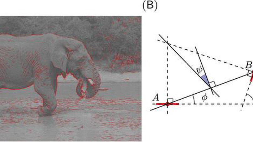 Edge co-occurrences can account for rapid categorization of natural versus animal images