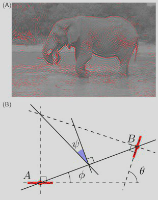 Edge co-occurrences **(A)** An example image with the list of extracted edges overlaid. Each edge is represented by a red line segment which represents its position (center of segment), orientation, and scale (length of segment). We controlled the quality of the reconstruction from the edge information such that the residual energy was less than 5%. **(B)** The relationship between a reference edge *A* and another edge *B* can be quantified in terms of the difference between their orientations $\theta$, ratio of scale $\sigma$, distance $d$ between their centers, and difference of azimuth (angular location) $\phi$. Additionally, we define $\psi=\phi - \theta/2$, which is symmetric with respect to the choice of the reference edge; in particular, $\psi=0$ for co-circular edges. % (see text). As in~\citet{Geisler01}, edges outside a central circular mask are discarded in the computation of the statistics to avoid artifacts. (Image credit: [Andrew Shiva, Creative Commons Attribution-Share Alike 3.0 Unported license](https://commons.wikimedia.org/wiki/File:Elephant_/%28Loxodonta_Africana/%29_05.jpg)). This is used to compute the chevron map in Figure~2.