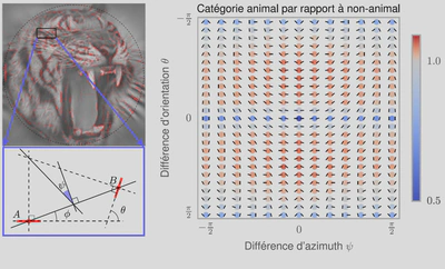 TÀ partir d'une image naturelle (en haut à gauche), les chercheurs ont déterminé la façon la plus efficace de la représenter comme une succession de contours élémentaires orientés. Sur cet exemple, l'image est décomposée en contours élémentaires (marqués en rouge) et l'image correspond à sa reconstruction à partir de cette représentation, gage d'une représentation correcte de l'image. Le schéma (en bas à gauche) décrit alors les relations géométriques pour chaque paire de contours élémentaires (dénotés ici A et B) et en particulier la différence entre leurs orientations (cette différence est nulle pour des contours parallèles) ainsi que leur différence d'azimuth. Une valeur nulle de cette dernière indiquant une symétrie, c'est-à-dire que ces contours sont co-circulaires. On peut alors compiler les statistiques des différentes configurations possibles sur des bases de données de 600 images contenant ou ne contenant pas d'animal. On voit alors que les images contenant un animal présentent relativement moins de configurations parallèles (disques bleus, jusqu'à 50% de moins) et plus de configurations co-circulaires, c'est à dire le long de l'axe vertical médian (disques rouges, jusqu'à 20% d'occurences en plus). Cette différence, aussi tenue soit elle, permet alors de classifier une image pour permettre de deviner si elle contient ou non un animal.