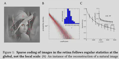 Sparse coding of images in the retina follows regular statistics at the global, not the local scale