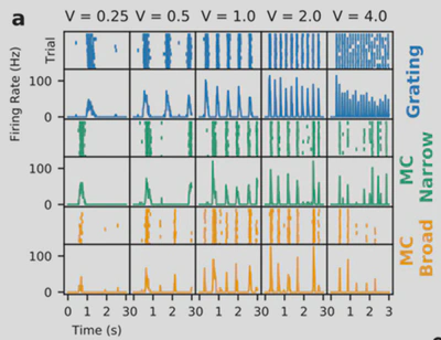 Pour une cellule représentative, on montre ici la réponse au cours du temps sous forme d'impulsions pour différentes présentations (Trial) ainsi que la moyenne de cette réponse (Firing rate). Les différentes colonnes représentent différentes vitesses des stimulations sur la rétine. Les différentes lignes sont différentes stimulations. En bleu, une stimulation classique sous forme de réseaux de lignes (« Grating »). En vert et Orange, la réponse à une texture progressivement plus complexe (de « Mc Narrow » à « MC Broad »). Si les réponses aux différents stimulations sont en moyenne similaires, elles sont variables d’essai en essai et une analyse statistique a permis de montrer que dans la majorité des cellules, les réponses sont d'autant plus précises que la stimulation est complexe. © Cesar Ravello 