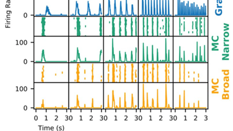 Speed-Selectivity in Retinal Ganglion Cells is Sharpened by Broad Spatial Frequency, Naturalistic Stimuli