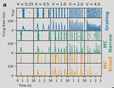 Pour une cellule représentative, on montre ici la réponse au cours du temps sous forme d'impulsions pour différentes présentations (Trial) ainsi que la moyenne de cette réponse (Firing rate). Les différentes colonnes représentent différentes vitesses des stimulations sur la rétine. Les différentes lignes sont différentes stimulations. En bleu, une stimulation classique sous forme de réseaux de lignes (« Grating »). En vert et Orange, la réponse à une texture progressivement plus complexe (de « Mc Narrow » à « MC Broad »). Si les réponses aux différents stimulations sont en moyenne similaires, elles sont variables d’essai en essai et une analyse statistique a permis de montrer que dans la majorité des cellules, les réponses sont d'autant plus précises que la stimulation est complexe. © Cesar Ravello 