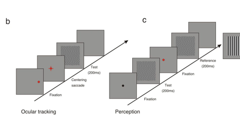 Pattern discrimination for moving random textures: Richer stimuli are more difficult to recognize