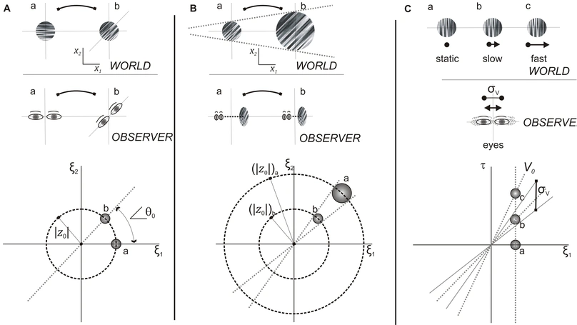 Biologically Inspired Dynamic Textures for Probing Motion Perception